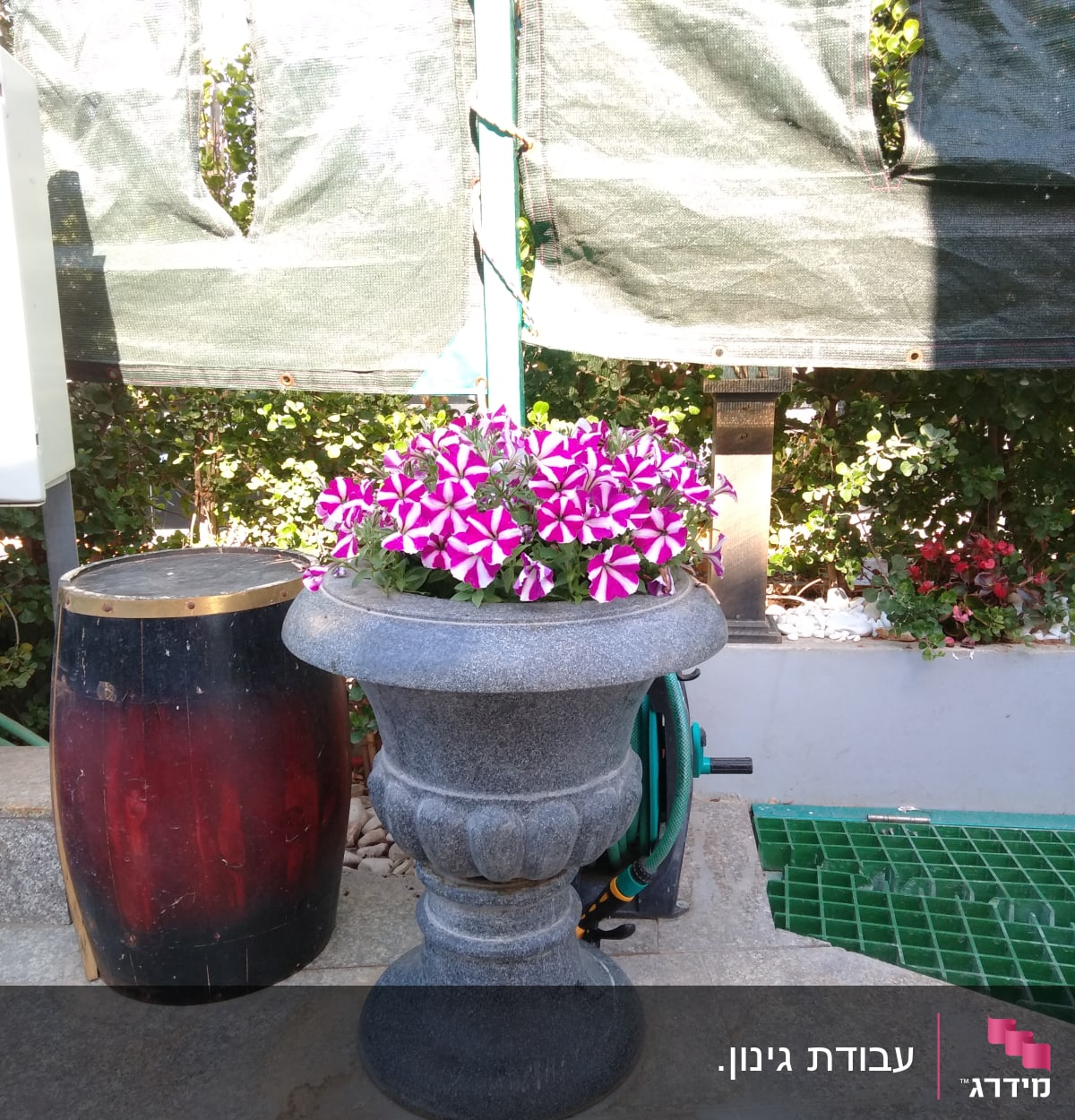 עציץ אבן עם פרחים ורודים ולבנים בגינה